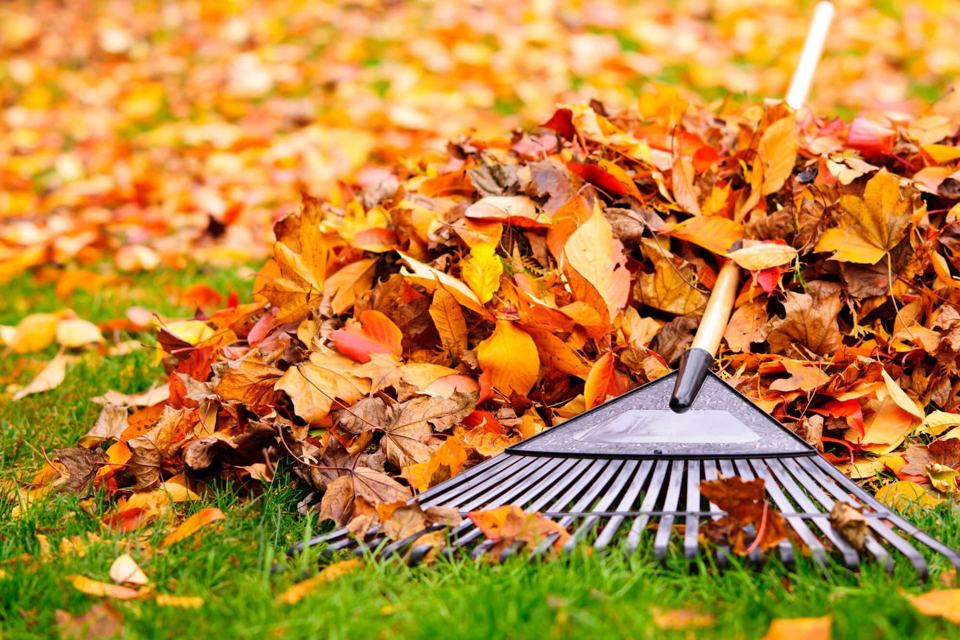 Garden rake resting beside a pile of colorful autumn leaves on green grass