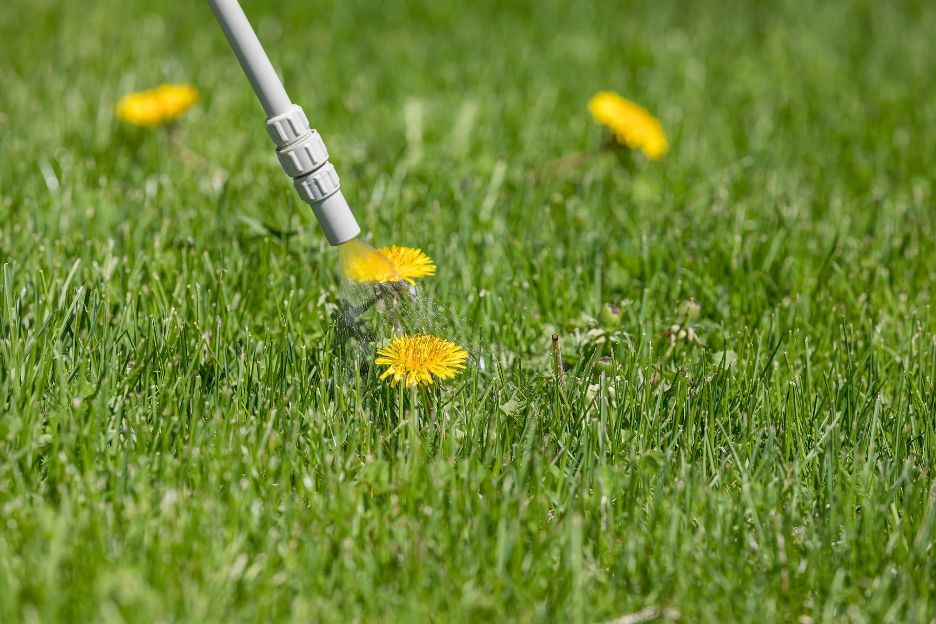 A person is spraying dandelions on a lush green lawn.