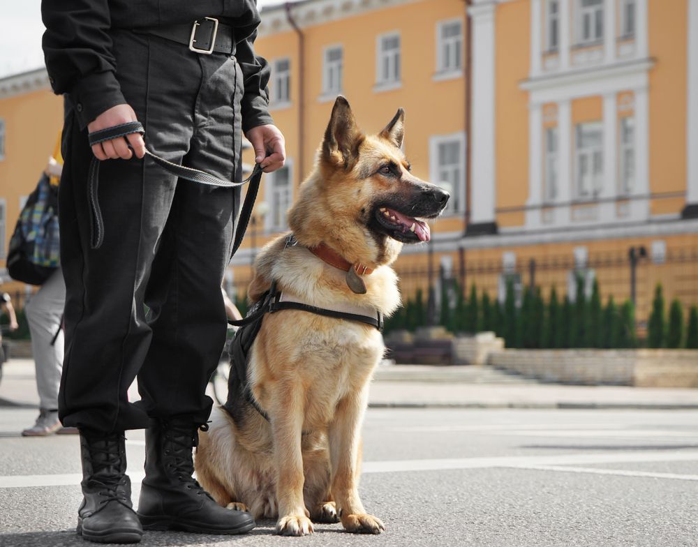 A man is standing next to a german shepherd dog on a leash.