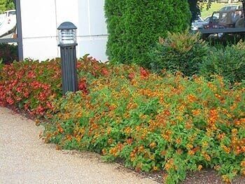 Beautiful orange flower bed Beautiful orange flower bed