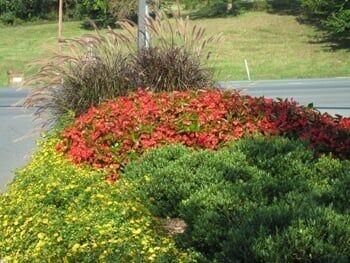Flower bed by road