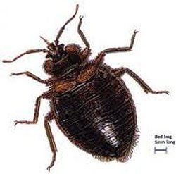 Bed Bug Buffalo, NY