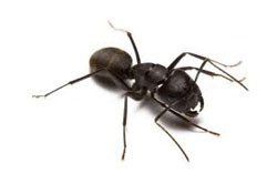 Ant Control Buffalo, NY