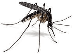 Mosquito Control Buffalo, NY