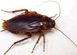 Cockroach Control Buffalo, NY