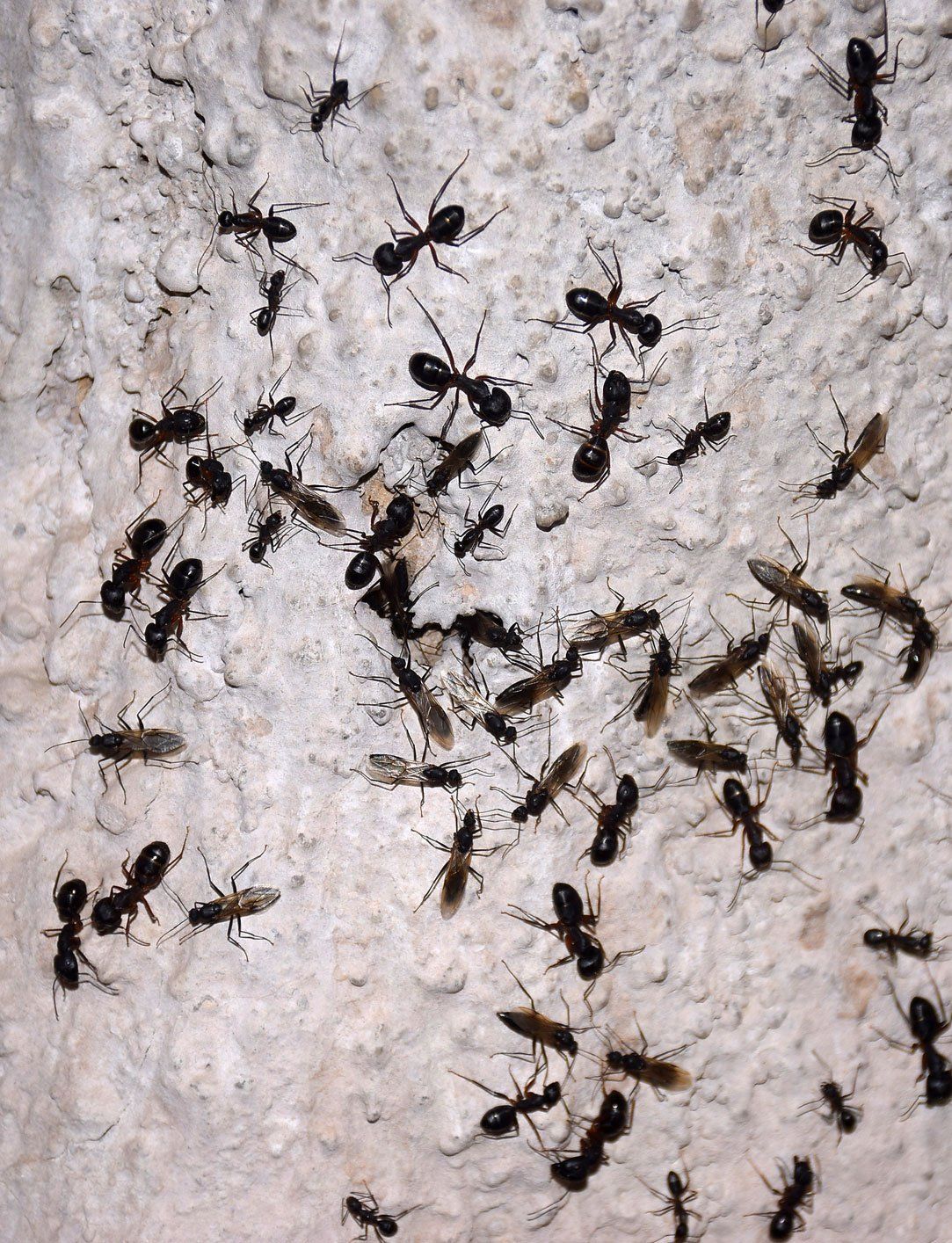 ants flock to the wall