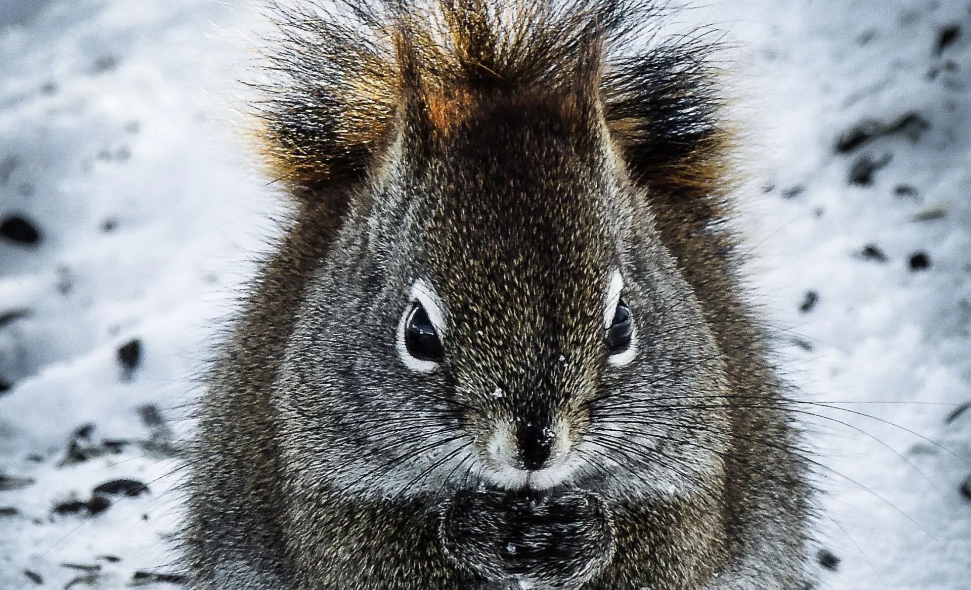 squirrel in the snow