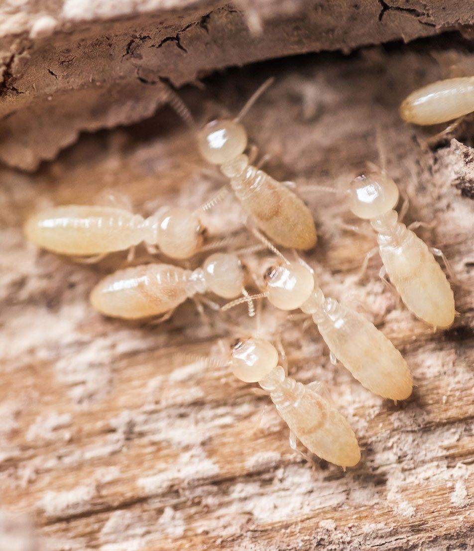 Termite Control Buffalo, NY