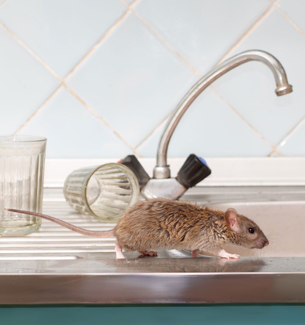 A kitchen that is in need of rodent control