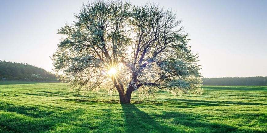 Healthy tree in ab calgary