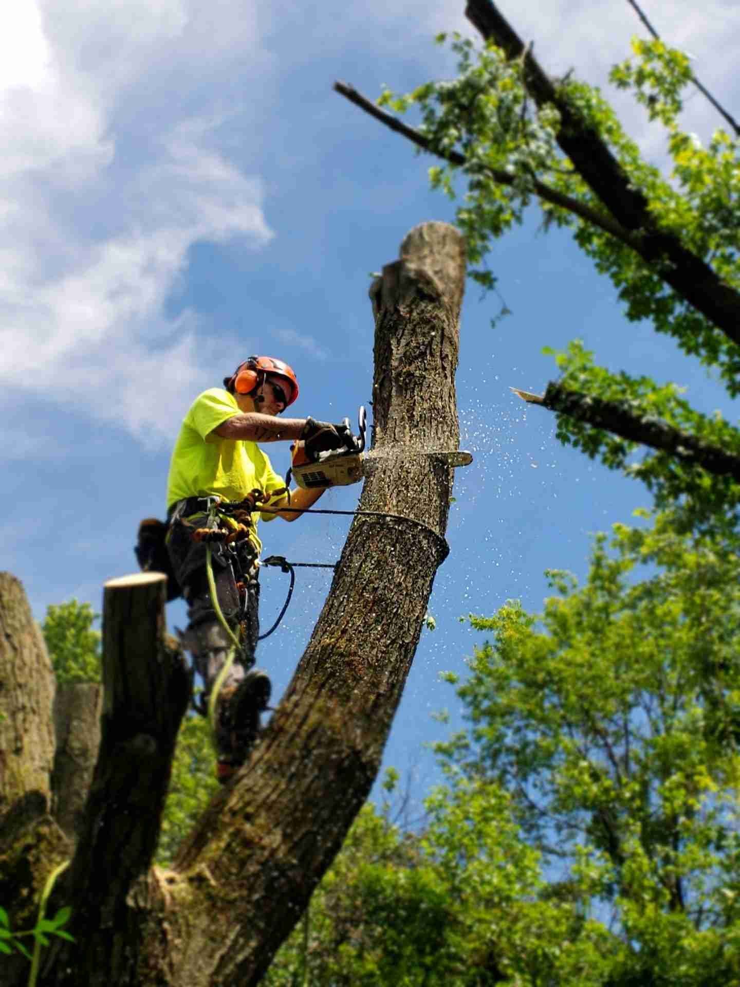 tree being removed in Calgary back yard