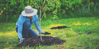 tree planting calgary