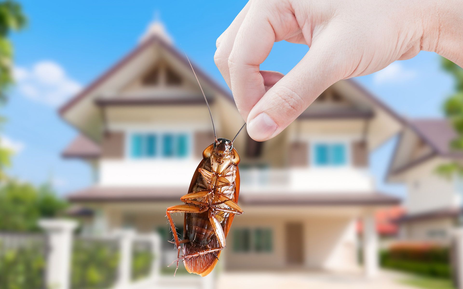 Holding Cockroach — Fairfield, OH — Affordable Pest Control