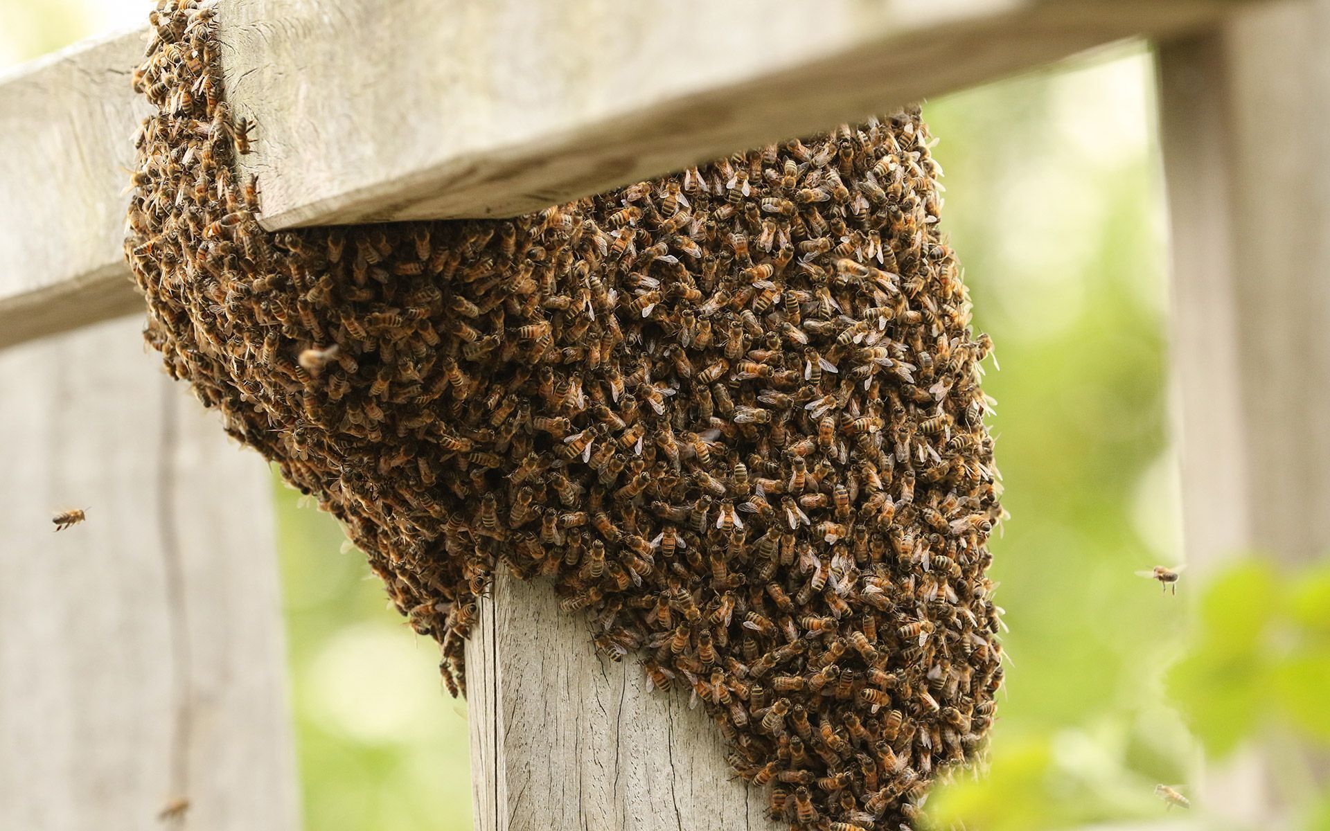 Bees In The Fence — Fairfield, OH — Affordable Pest Control
