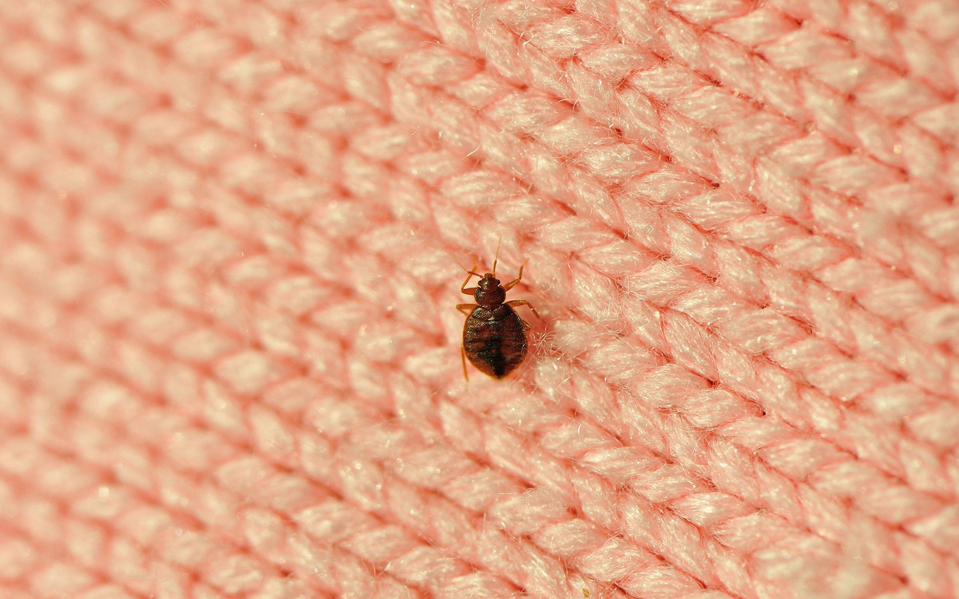 Bed Bugs — Fairfield, OH — Affordable Pest Control