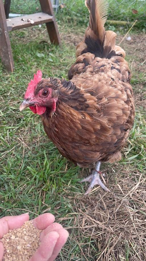 A person is feeding a brown chicken in the grass.