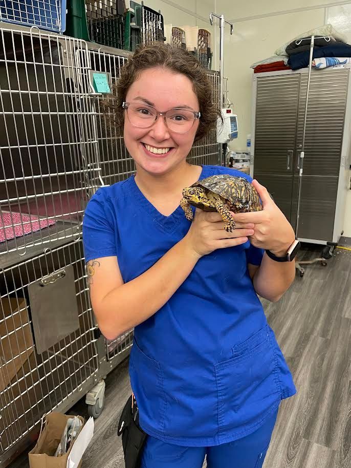 A woman in a blue scrub top is holding a turtle in her arms.