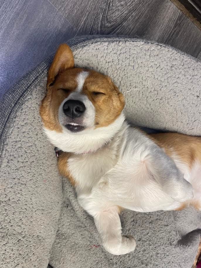 A brown and white dog is laying on its back in a dog bed.