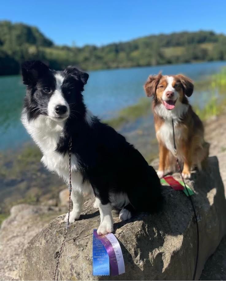 Two dogs are sitting on a rock next to a body of water.