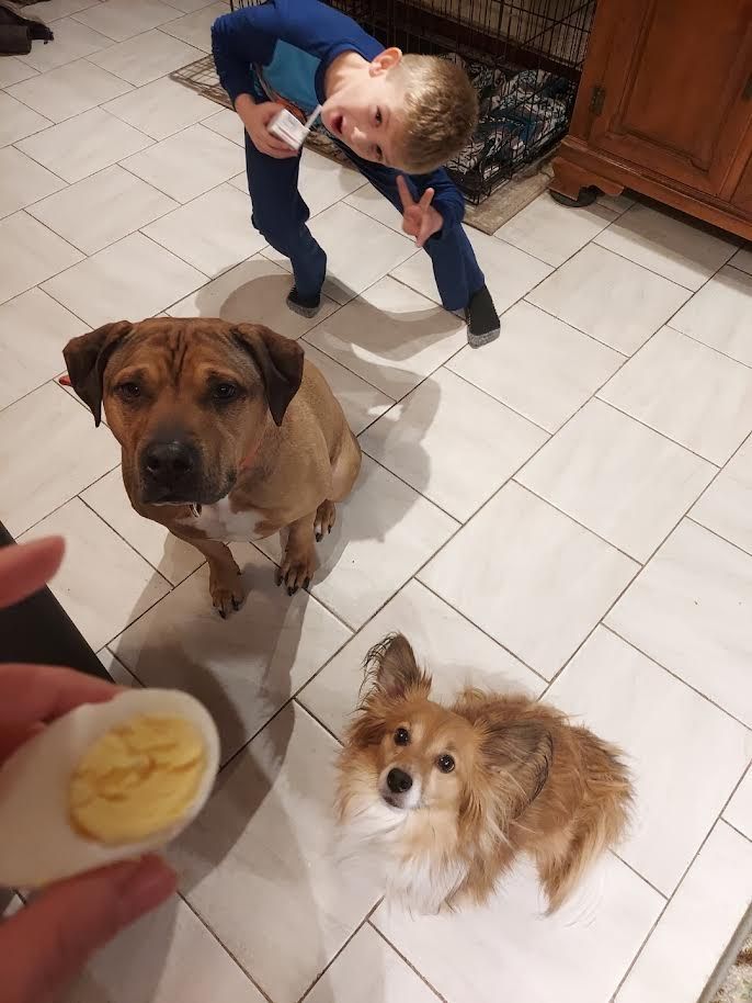 A boy and two dogs are standing next to each other on a tiled floor.