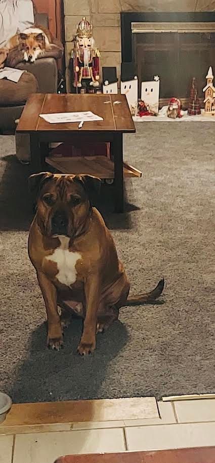 A dog is sitting on the floor in a living room next to a coffee table.