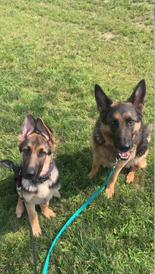 Two german shepherds are sitting next to each other in the grass on a leash.