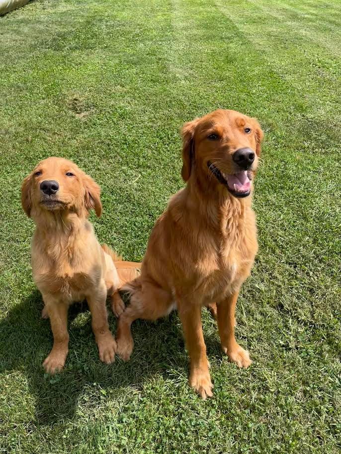Two brown dogs are standing next to each other in the grass.