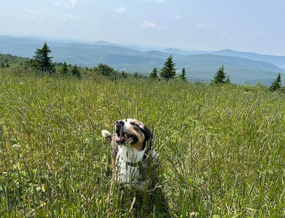 A dog is standing in a grassy field with mountains in the background.