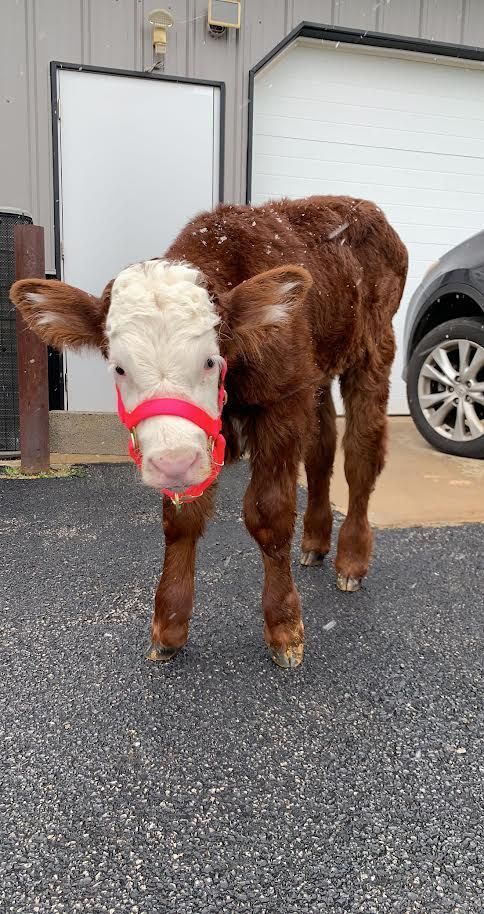 A brown and white calf wearing a red bridle is standing in front of a garage.