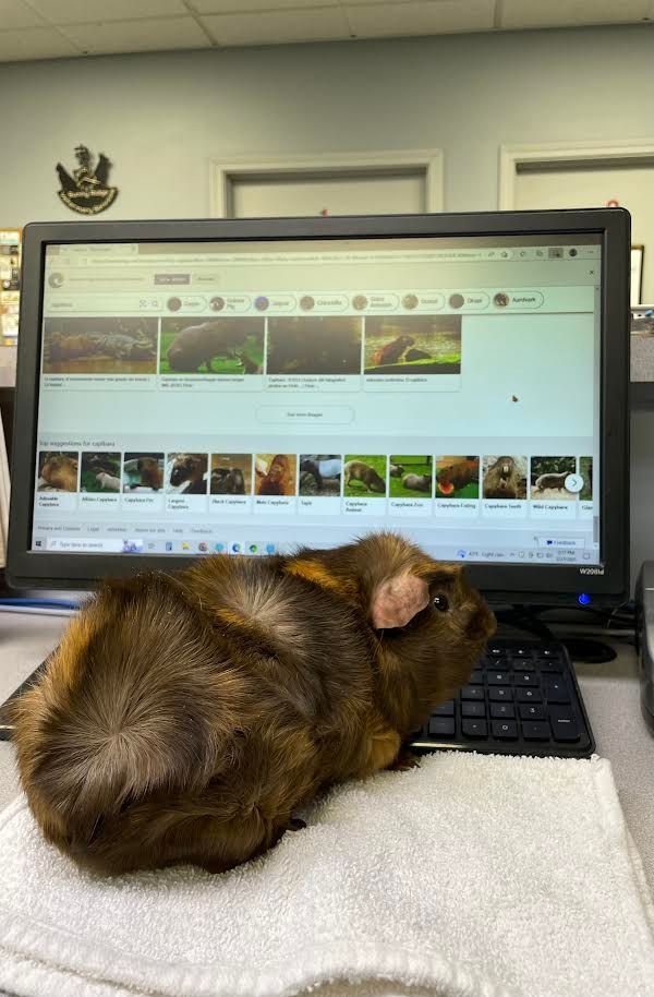A guinea pig is laying on a towel in front of a computer screen.