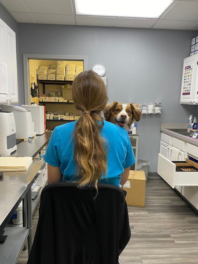 A woman is sitting in a chair looking at a dog in a veterinary office.