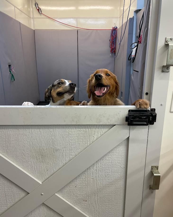 Two dogs are looking out of a fence in a room.