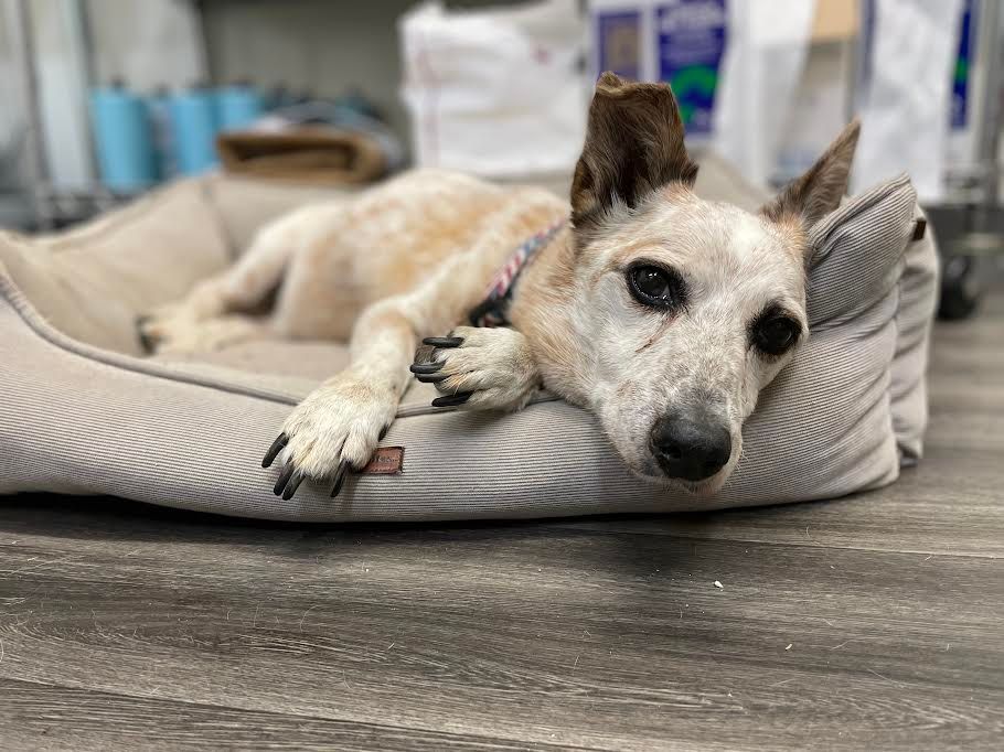 A dog is laying in a dog bed on the floor.