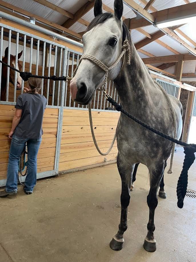 A man is standing next to a horse in a stable.