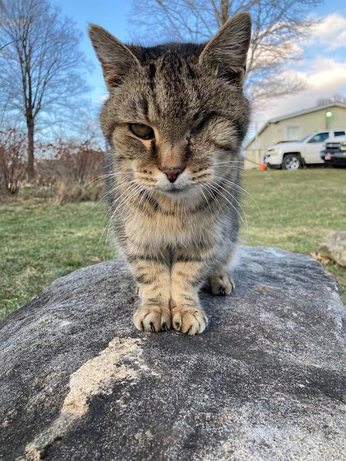 A cat is sitting on top of a rock looking at the camera.