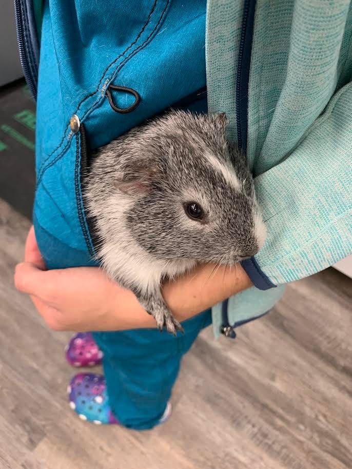 A person is holding a small guinea pig in their pocket.