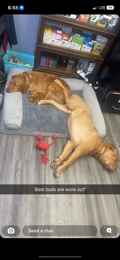 Two dogs are laying on top of each other on a dog bed.