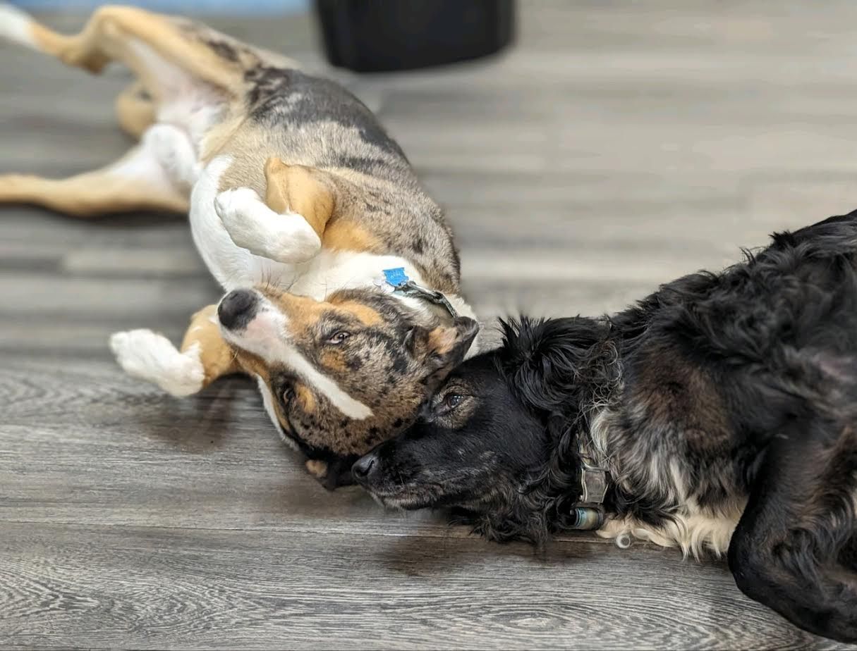 Two dogs are playing with a stuffed animal on the floor.