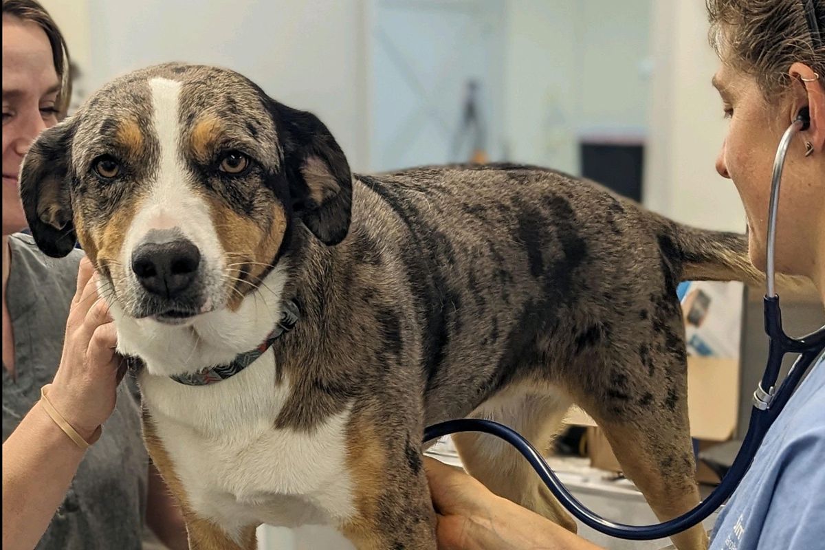 Annual veterinarian Exam