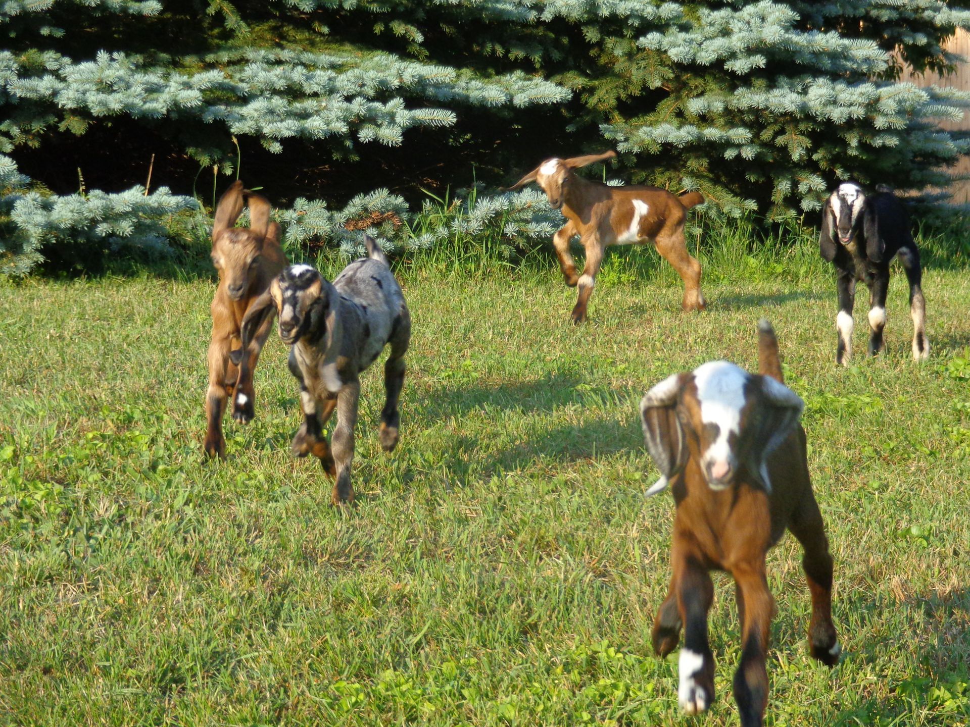 A herd of goats are running in a grassy field
