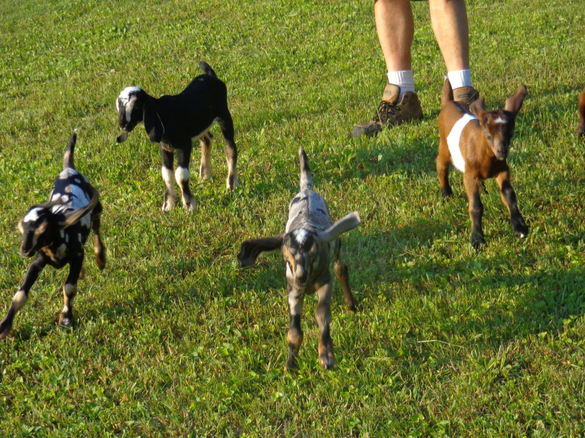 A group of goats are running in a grassy field