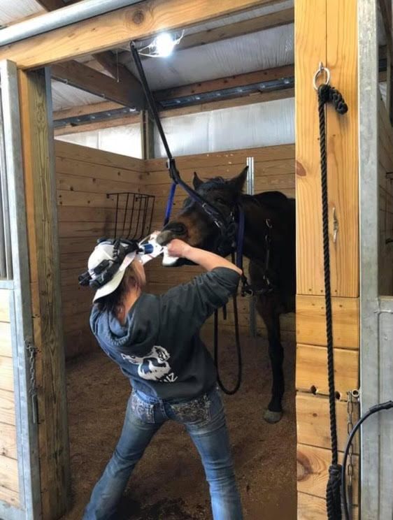 Equine Dentistry