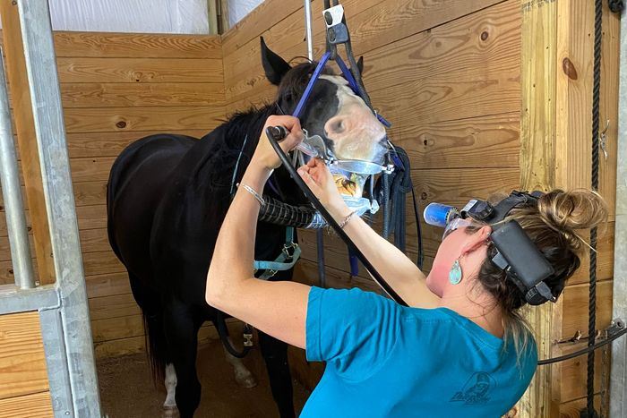 Equine Dentist at Sunny Ridge Vet Horse teeth