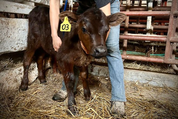 A large animal farm calls Columbiana county horses, cows sheep vet mobile