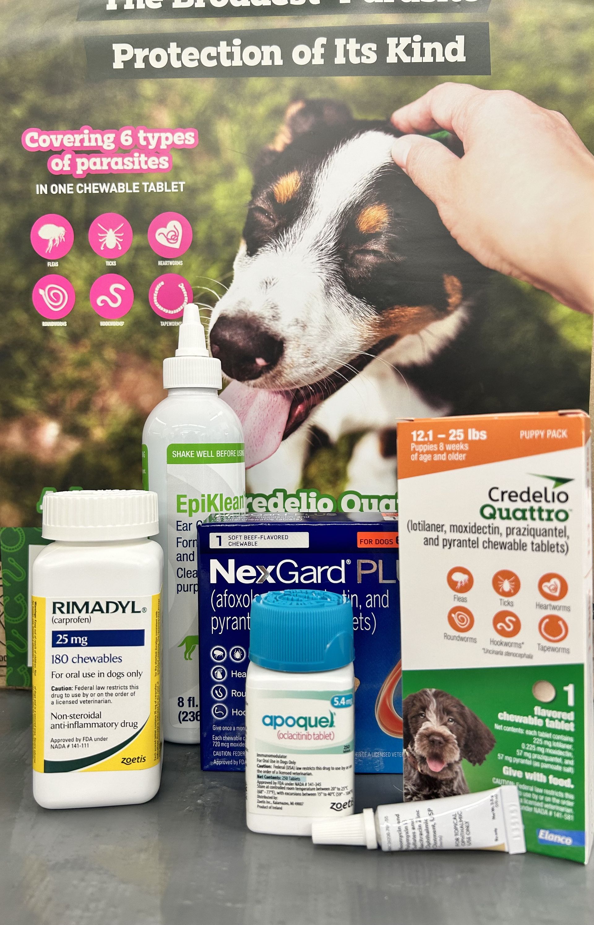 A person is pouring a bottle of oil into a dog 's nose.