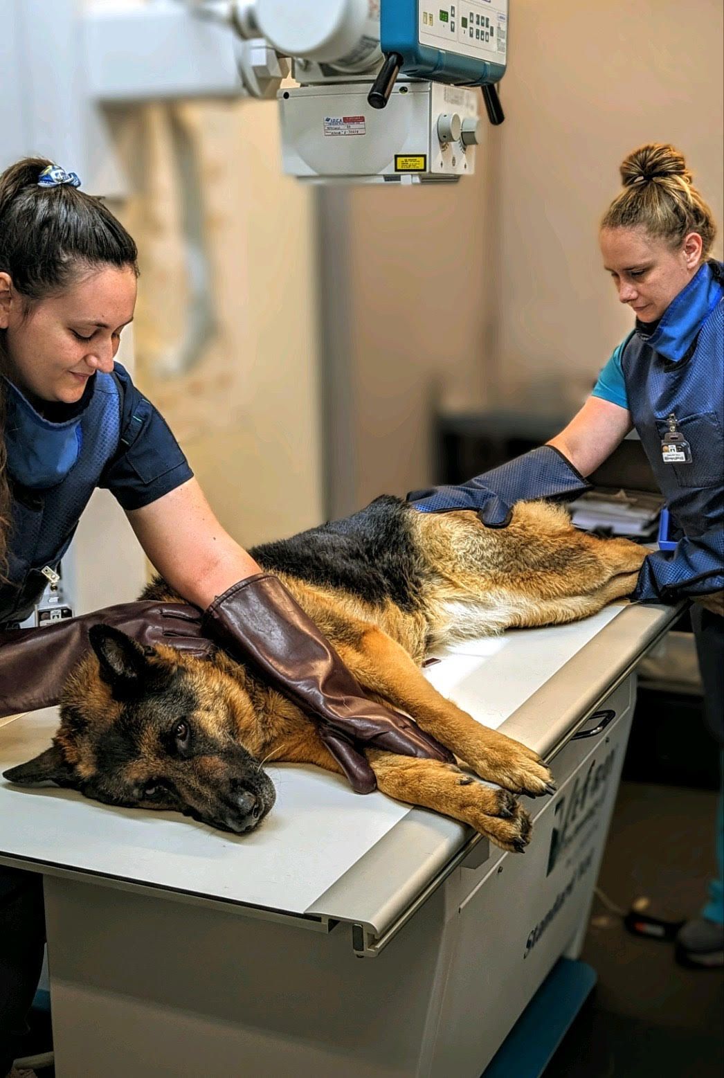 animal pet Radiology x-ray diagnosis