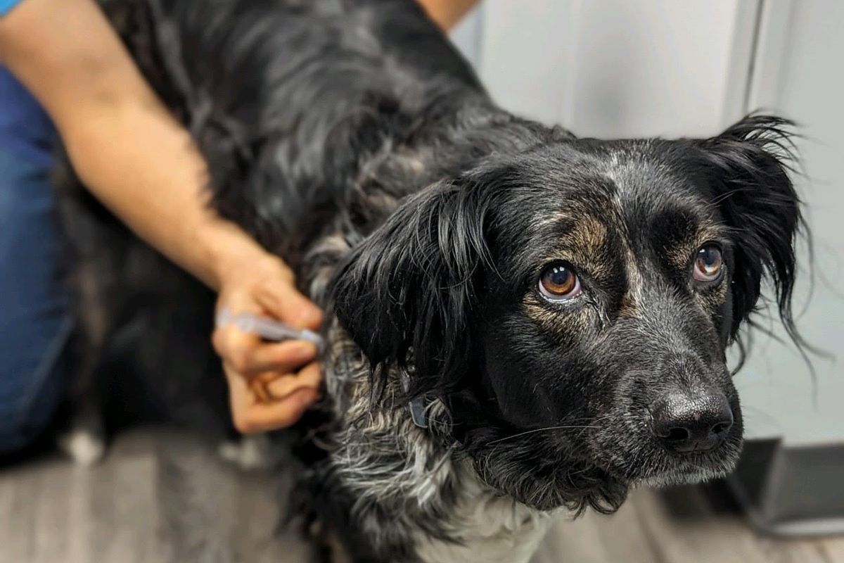 pet animal Vaccinations vaccines