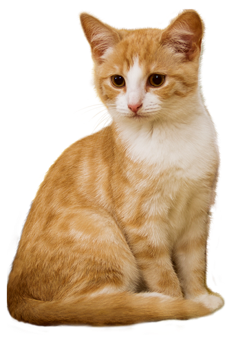 Veterinary services for cats contact us in Ohio, WV and PA