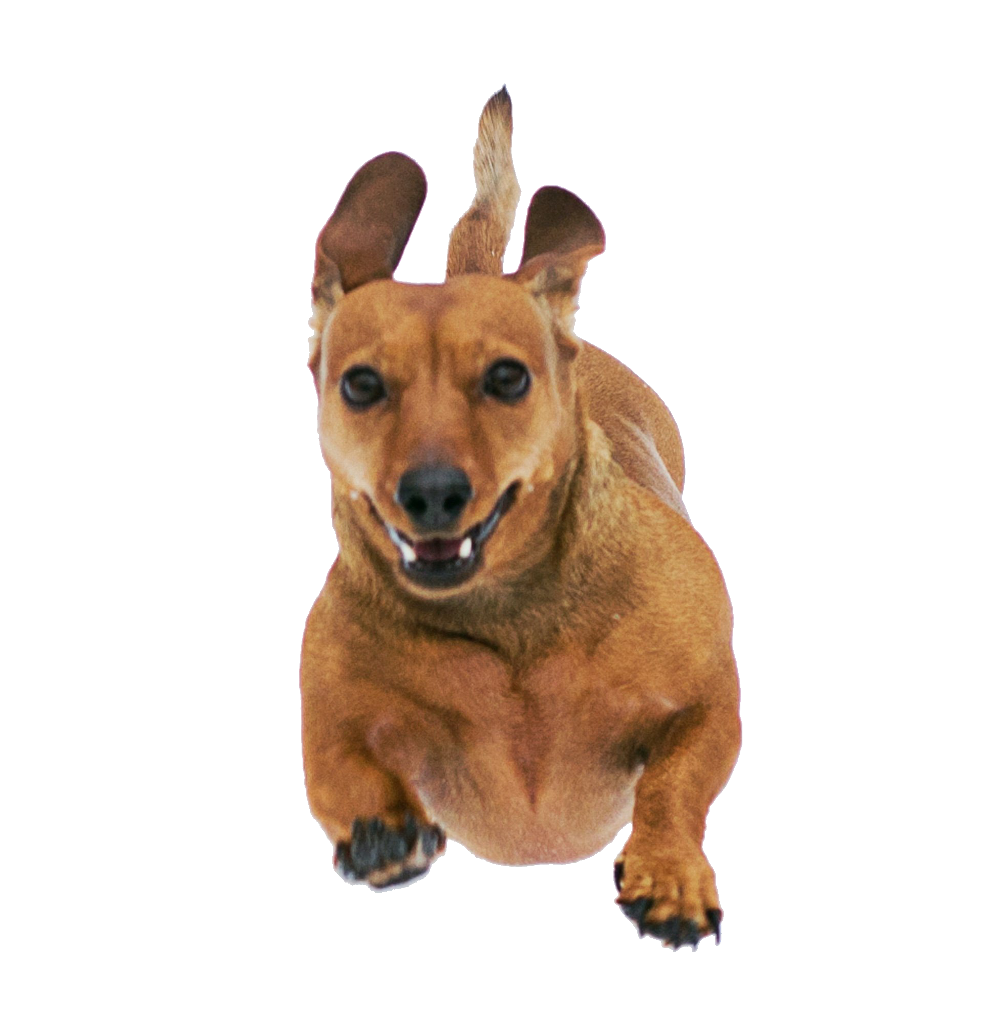 Dog vet services in Columbiana Ohio Rogers 