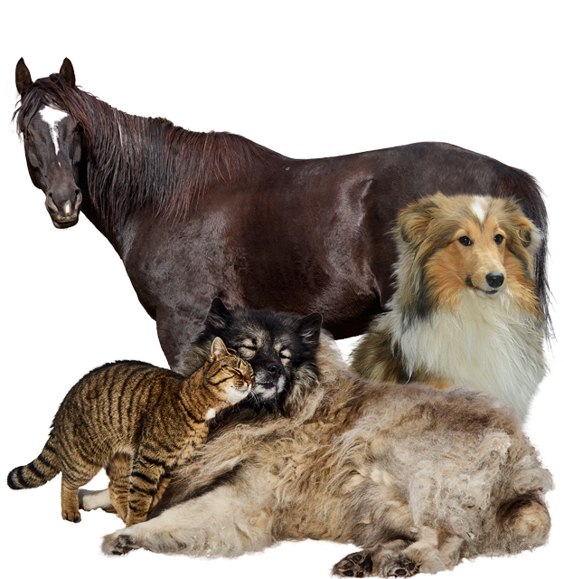 Veterinary services for cats contact us in Ohio, WV, and PA for horses cows, and domestic animals.